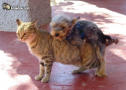 Dog and Cat Anal
