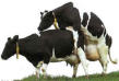 Cow Anal